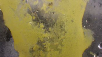 Media type: image;   Invertebrate Zoology 153113 Description: live specimen;